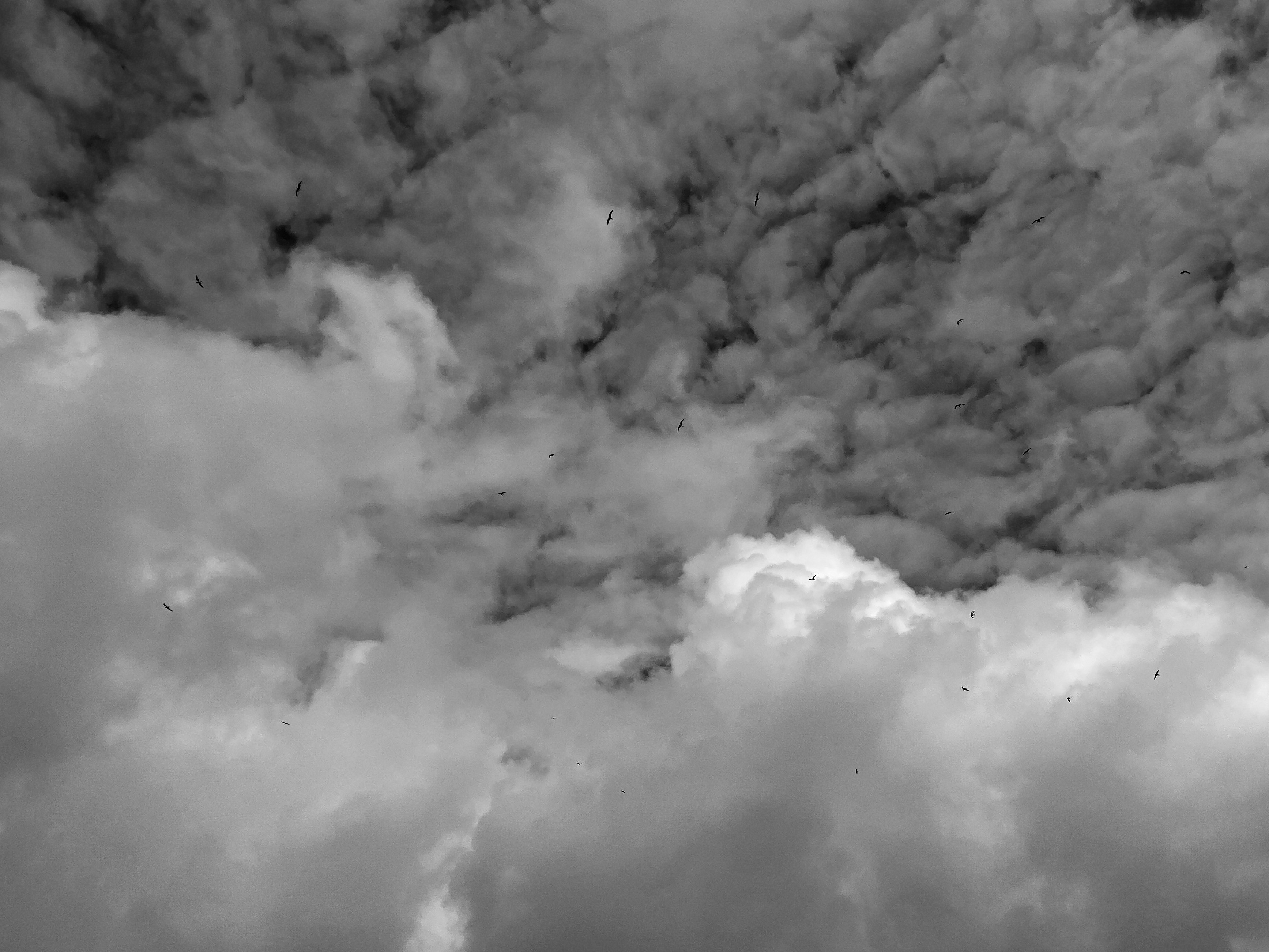 Birds in the clouds in black and white